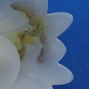 Hanging light 'Amelia' in frosted glass