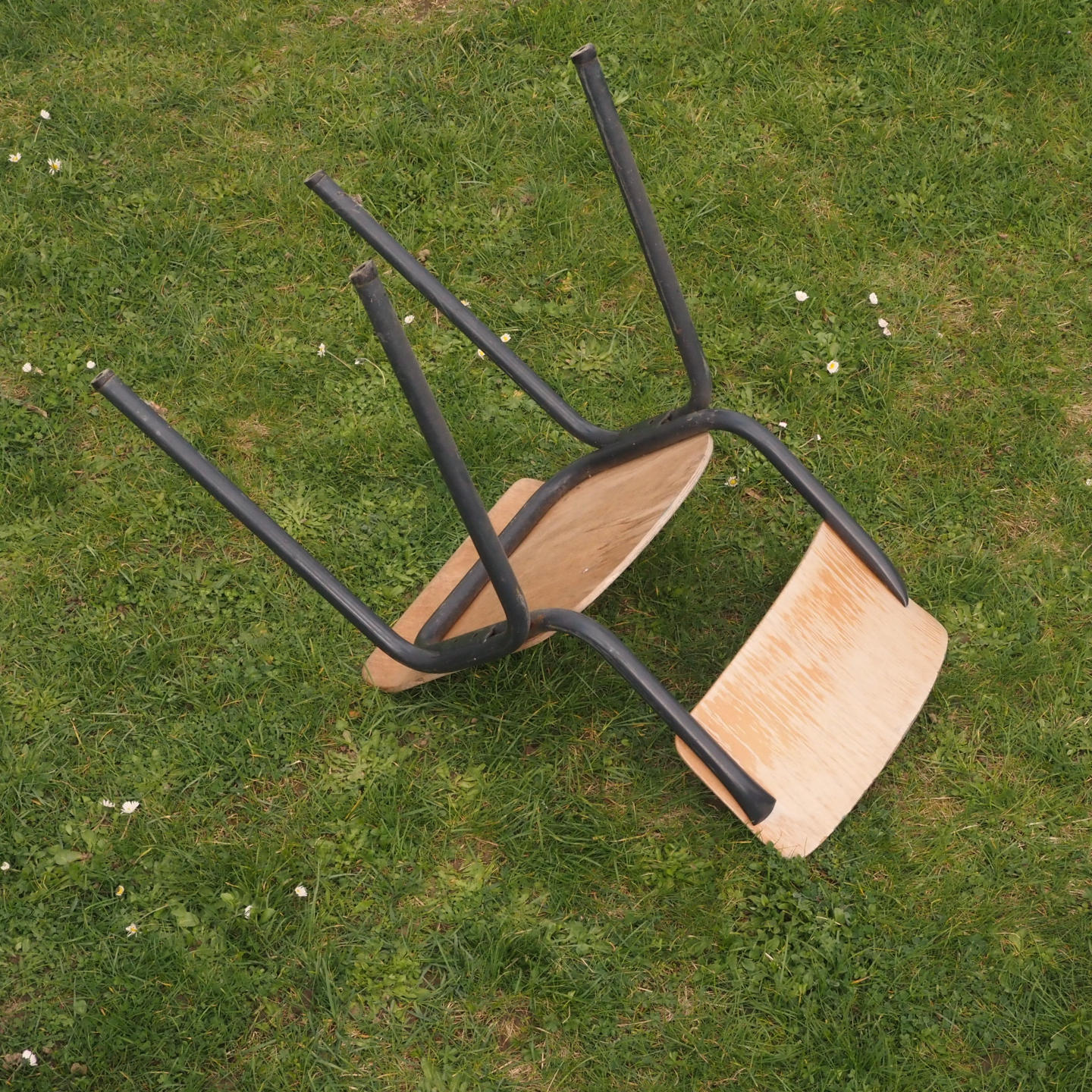 Stackable school chair in beech plywood and black steel legs