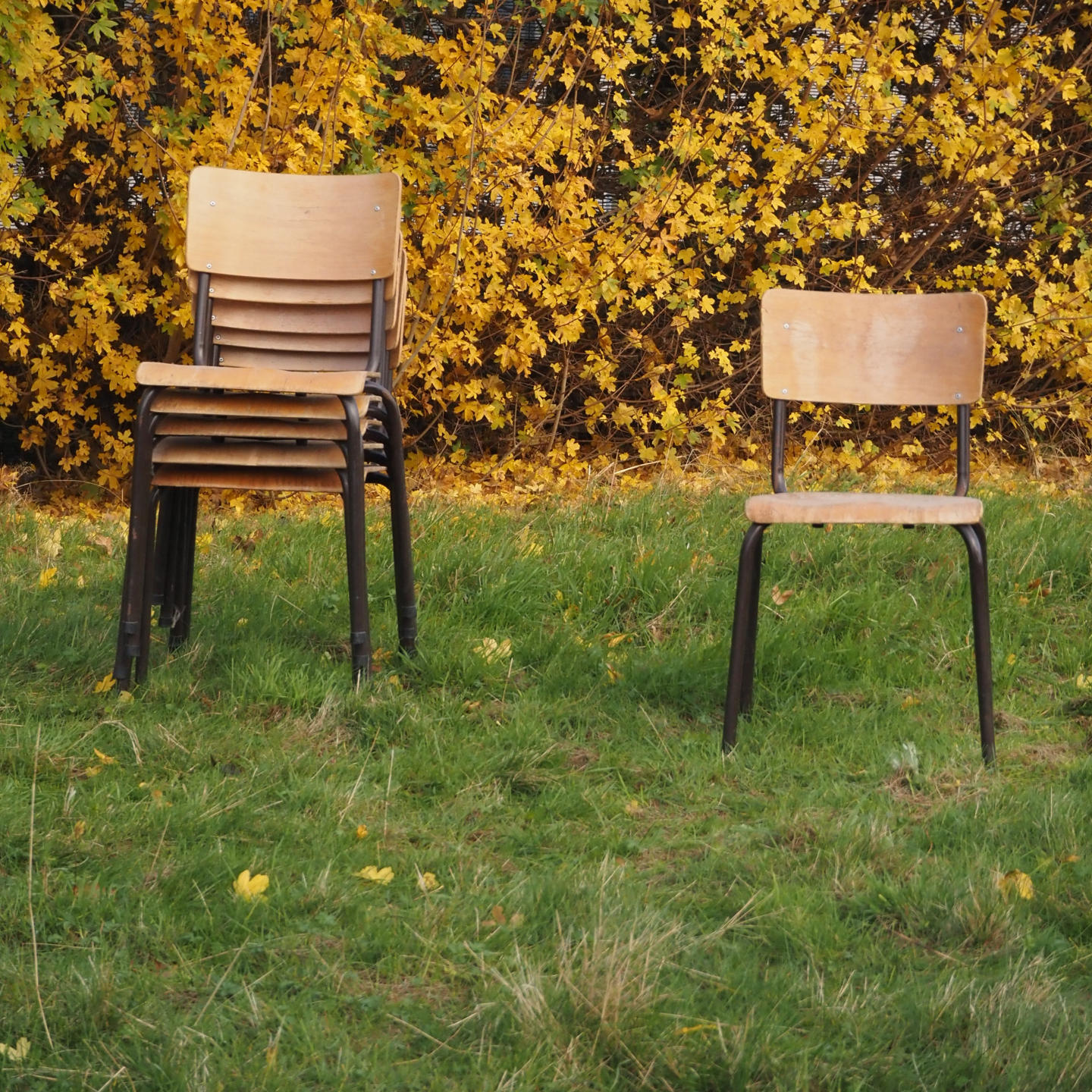 Stackable school chair with brown steel legs