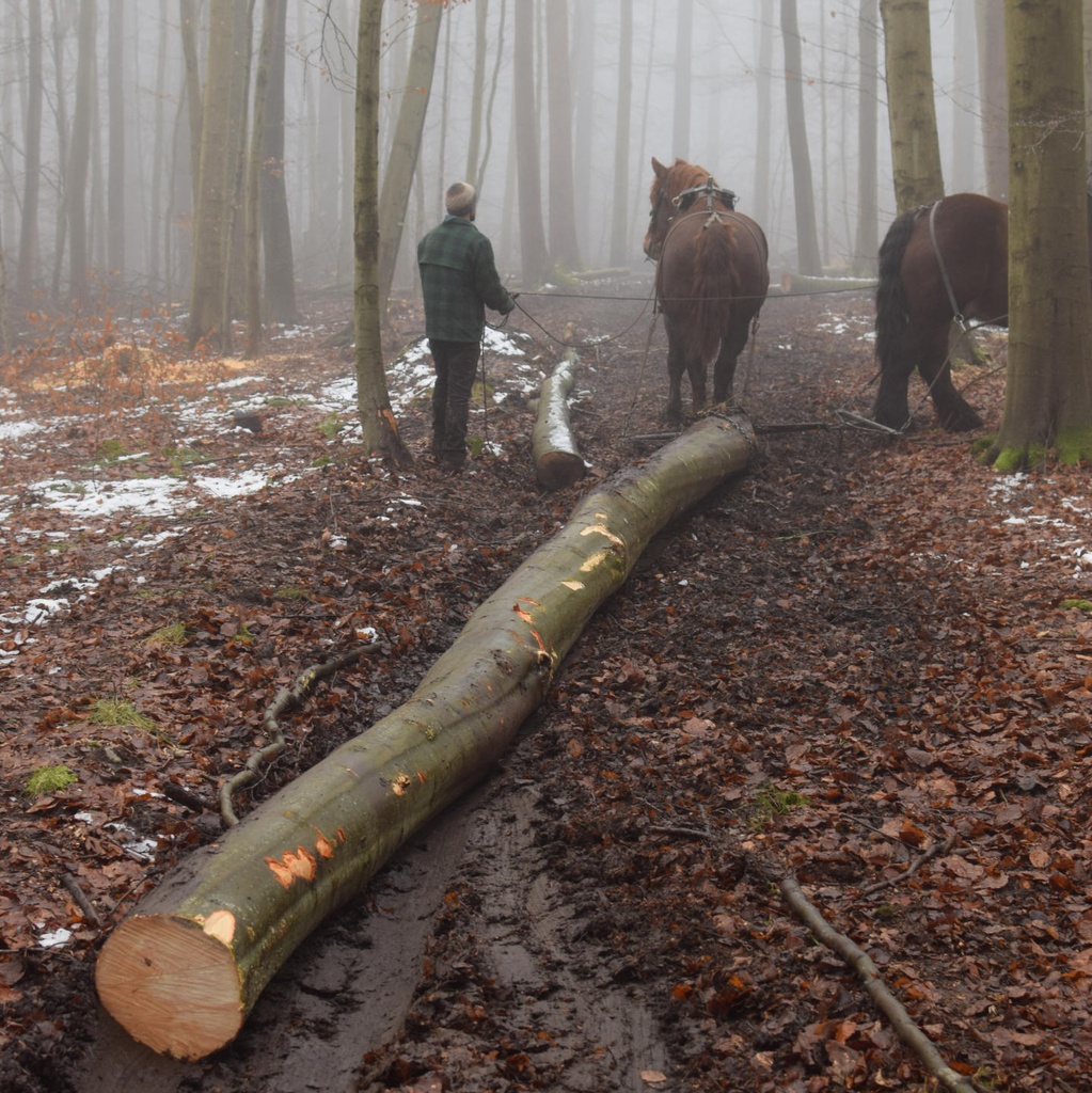 Parquet in beech wood from Sonian Forest (W. 8 cm)