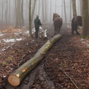 Parquet in beech wood from Sonian Forest (W. 8 cm)