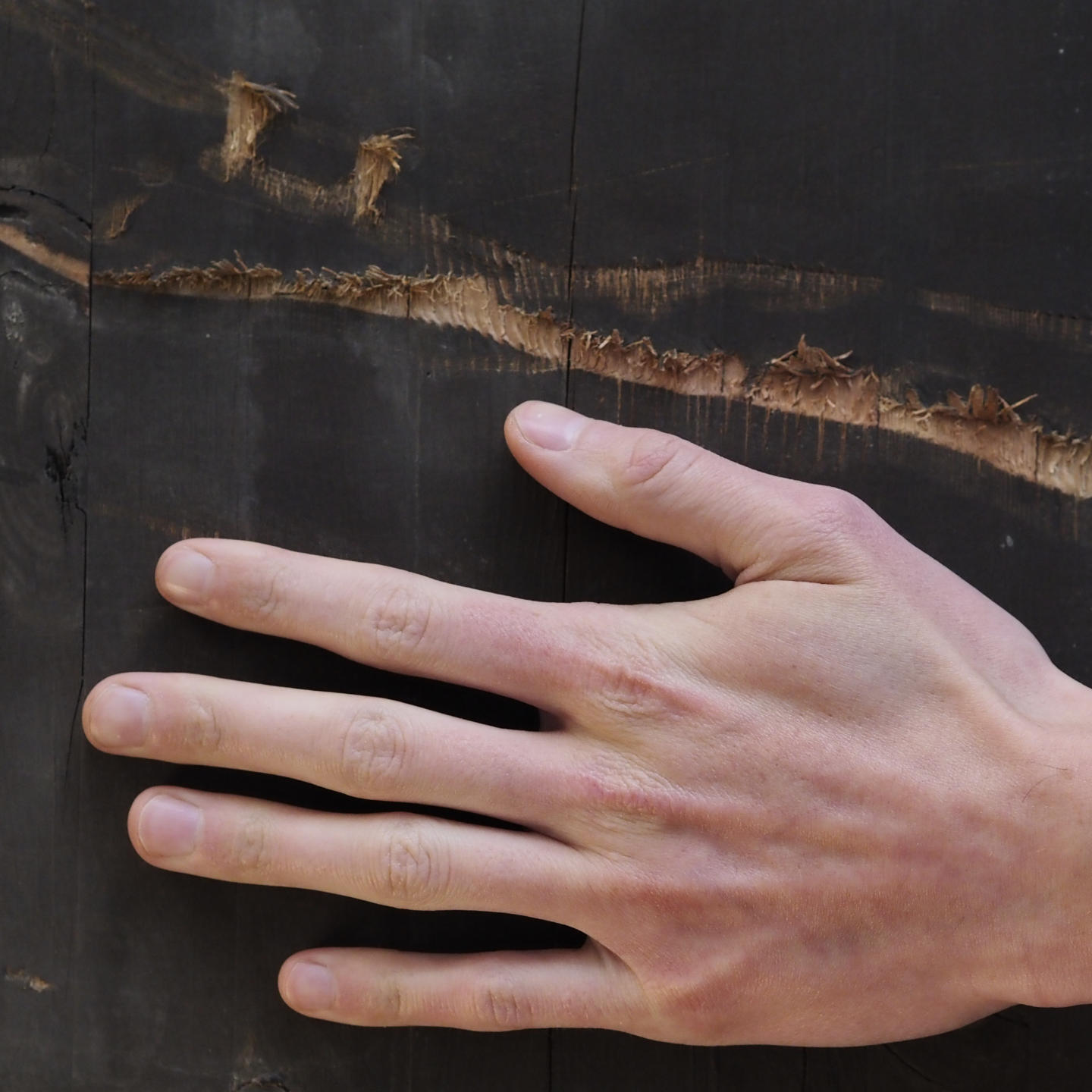 Glued laminated timber panel (L. ± 500 x W. 95 cm)
