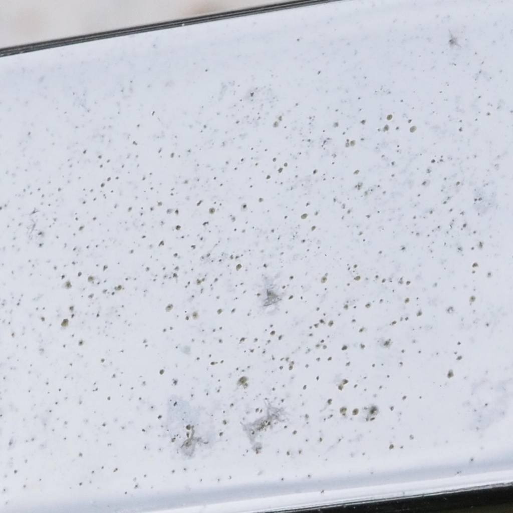 Towel holder in smoked tempered glass by Veca