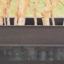 Partition in steel with decorative element 'Small Trees' by Christophe Gevers from the Générale de Banque (L. 800 cm)