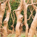 Partition in steel with decorative element 'Small Trees' by Christophe Gevers from the Générale de Banque (L. 800 cm)