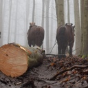 Parquet in beech wood from Sonian Forest (W. 9,5 cm)