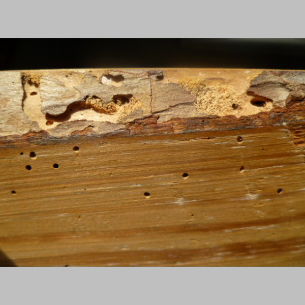 Galtane Wood Bliss ® treatment against insects, molds and fungi