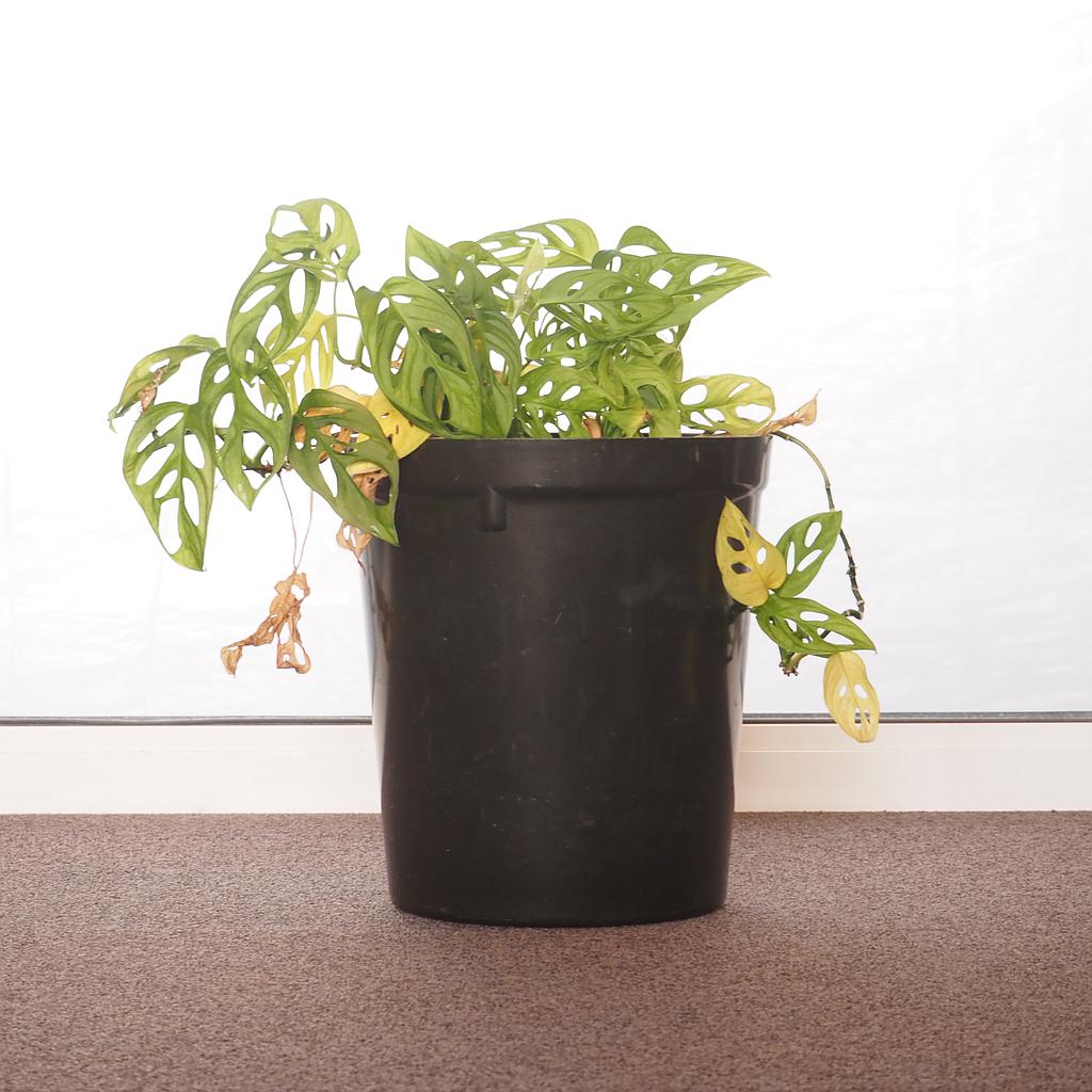 Waste bin in bakelite - Dark green