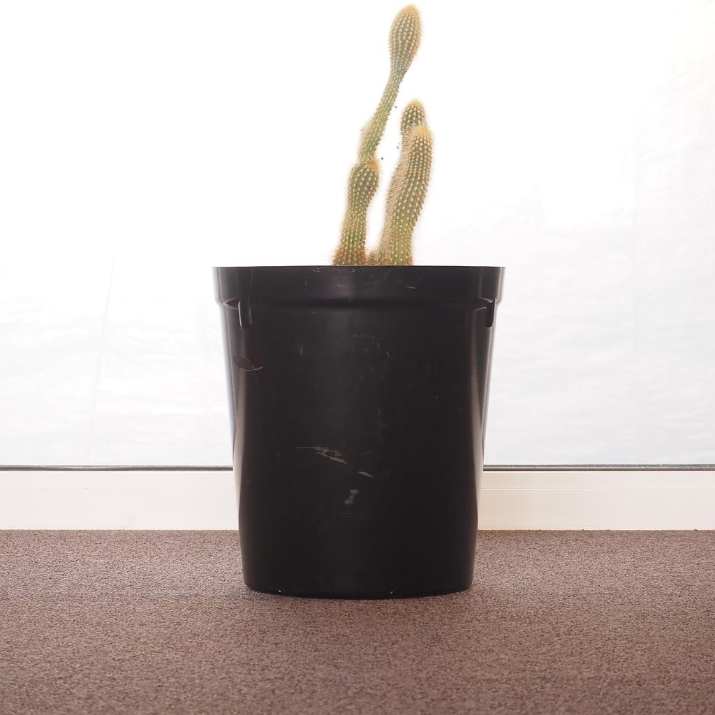 [901FUR500] Waste bin in bakelite - Black
